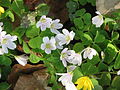 Oxalis acetosella