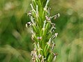 Close-up of reduced, grass-like flowers