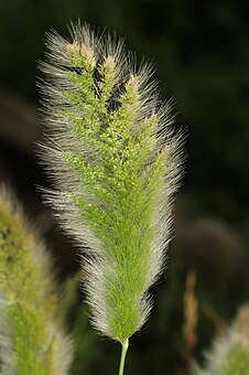 長芒棒頭草