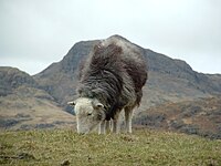 A Herdwick ewe.