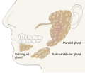 salivary glands labeled