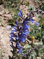 Salvia pratensis