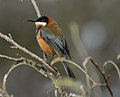 Eastern Spinebill