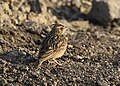 Sand Lark adult at Jamnagar, Gujarat, India