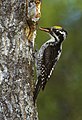 Three-toed woodpecker Y