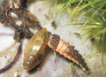 A pink segmented animal with extensive black shading with its head inside a snail's shell.