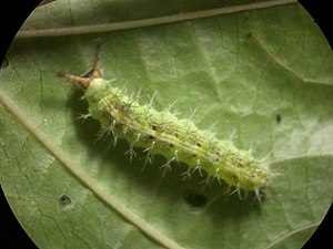 Larva