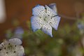 Nemophila menziesii var. integrifolia，特写