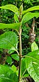 Stem of Callicarpa lamii in limestone secondary forest, Talofofo, Guam