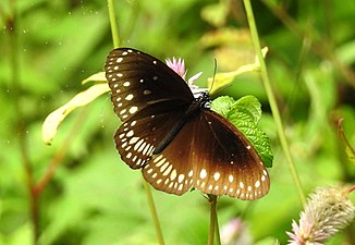 Dorsal view