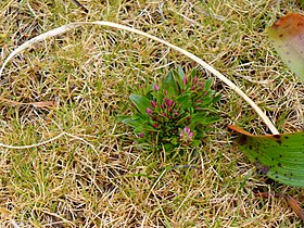 Gentianella antarctica