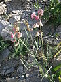 Lathyrus heterophyllus