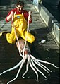 一只于阿拉斯加捕获的力士东洋钩鱿（robust clubhook squid／Onykia robusta），其套膜可长达2米（6.6英尺）