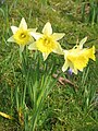 Narcissus pseudonarcissus subsp. pseudonarcissus