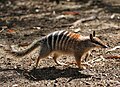 Numbat