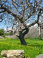 Olive tree nabij Karystos, Greece