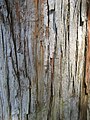 新西兰罗汉松的树皮呈红棕色，质厚、软身、布满绉纹及带有黏性