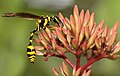 Phimenes flavopictus nectaring