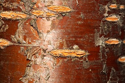 Bark