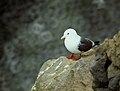 Red-legged kittiwake