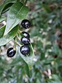 Sarcococca confusa fruits