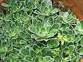 Saxifraga cotyledon rosettes