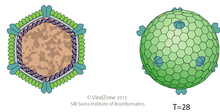 Diagram of an Sphaerolipoviridae virion