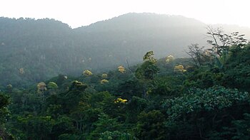 Blooming Yellow Poui trees dot in the Northern Range of Trinidad