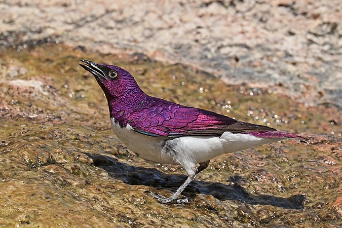 位於納米比亞達馬拉蘭的雄性白腹紫椋鳥（Cinnyricinclus leucogaster verreauxi）。