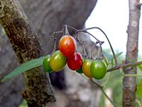 Fruits