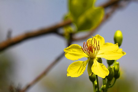 ช้างน้าว