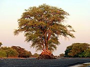 File:Acacia at sunset in the Kokiselei river Turkana northern Kenya.jpg