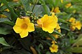 Allamanda schottii flowers