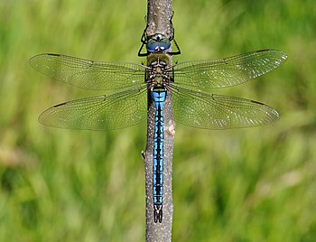 Emperor Dragonfly