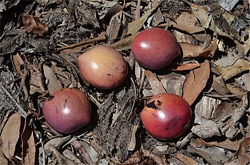 Rose-coloured fruit