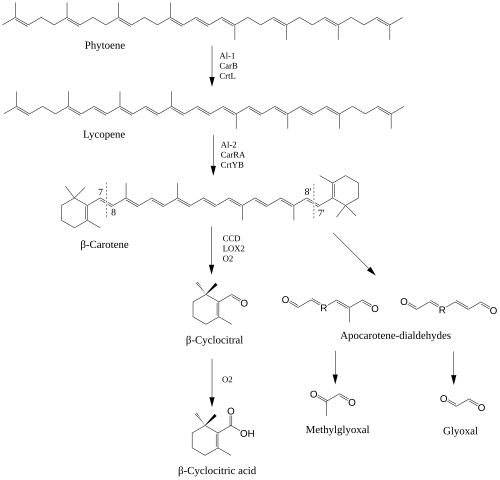 Beta-Cyclocitral biosynthesis pathway