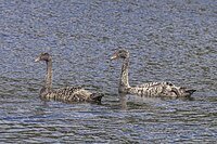 Cygnets, Tasmania