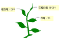 红茶的花橙白毫、橙白毫、白毫