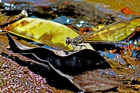 female