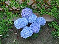 Hydrangea macrophylla, flowers