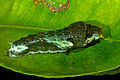 Caterpillar (first instar)