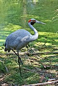 Brolga-1-Healesville,-Vic,-3.1.2008 edit