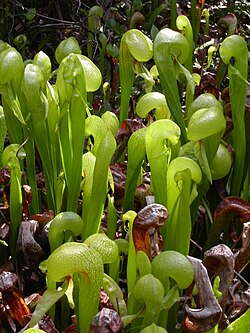 Darlingtonia