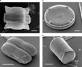 各种硅藻的表面。扫描电子显微镜拍摄。 （A：左上）Biddulphia reticulata （B：左下）Diploneis sp. （C：右上）Eupodiscus radiatus （D：右下）Melosira varians