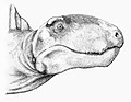 Dimetrodon limbatus (Mojcaj)
