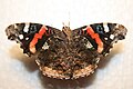 Underside ofVanessa atalanta, August 21st, 2007