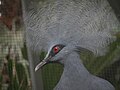  Vulnerable  Western Crowned Pigeon (Goura cristata)