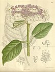 Botanical illustration of Hydrangea sargentiana