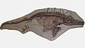 Ichthyosaurus breviceps (Charmouth)