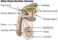 Human male reproductive system